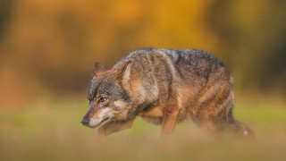 Wolf tallgrass fall blurrybackground sharpfocus - the fall time free wallpaper