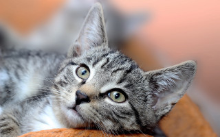 White cat blurry background blue - its eye wide open free wallpaper