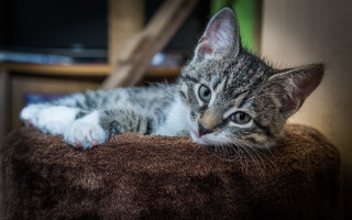 Kitten brown blanket chair tv - a chair next free wallpaper