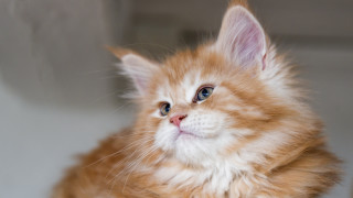 Blue eye cat looking up - a blue eye free wallpaper