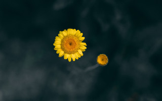 Yellow flower black background white 2 - a yellow flower free wallpaper