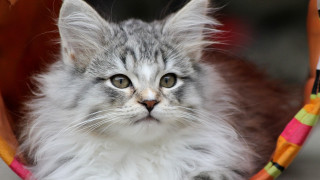 White face long hair hammock - a hammock free wallpaper