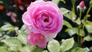 Pink rose green leaves bokeh - a red flower in the foreground free wallpaper