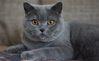 Gray cat yellow eyes serious 3 - a gray cat free wallpaper for desktop