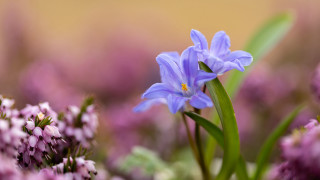 Purple flower field shallow depth - a yellow center free wallpaper