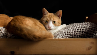 Cat blanket box black background - a wooden box free wallpaper
