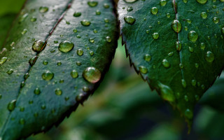 Green leaf water drops macro 18 - a green leaf free wallpaper