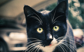 Black cat yellow eyes night 2 - a black cat free wallpaper for desktop