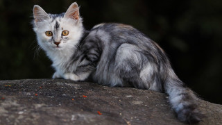 Cat rock serious eyes marble - a rock free wallpaper