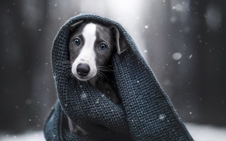 Dog blanket snow looking up - elke vogelsang free wallpaper