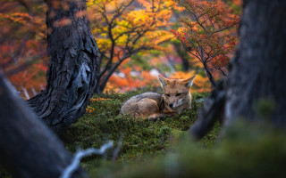 Fox autumn leaves blurry fire - colin moss free wallpaper for desktop