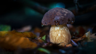 Mushroom brown cap leaves green - a mushroom free wallpaper