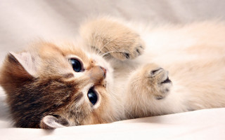Kitten laying back white sheet - its back free wallpaper for desktop