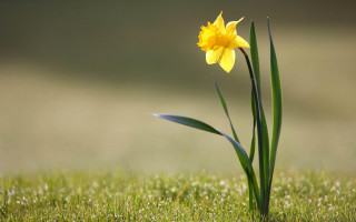 Yellow flower dew grass nature 2 - dew free wallpaper