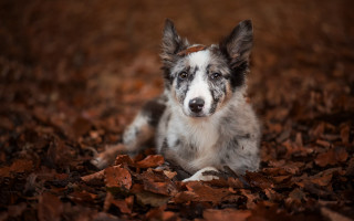 Dog leaves woods sad shiba - sad free wallpaper