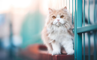 Cat blue door green door - a ledge next free wallpaper