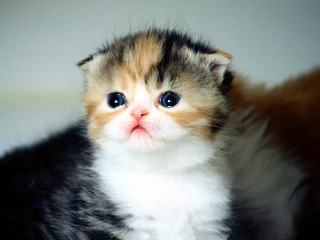 Kitten surprised kittens cute faces - look free wallpaper