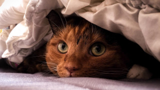 Cat hiding under blanket wide - under free wallpaper for desktop