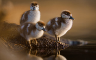 Three birds rock water blurry - a blurry background behind them free wallpaper