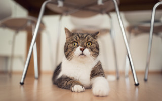 Cat table chairs blurry shock - chair free wallpaper