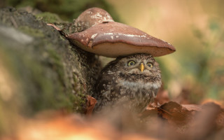 Small owl hiding mushroom stump - a green eye free wallpaper