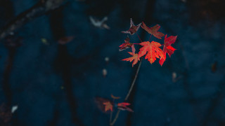 Red leaf branch night sky - the dark night sky free wallpaper