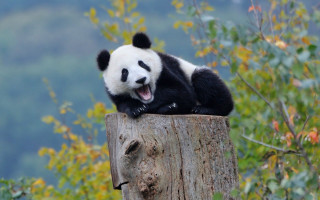 Panda sitting on stump autumn - a panda bear free wallpaper
