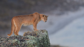 Mountain lion wilderness foggy background - free cats wallpaper