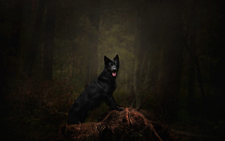 Black dog wood forest glowing - a black dog free wallpaper