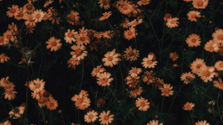 Orange flowers floral background closeup - orange flower free wallpaper