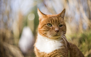 Cat tiltshift greeneyes lensflare blurry - the camera free wallpaper for desktop