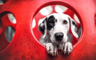 Dog red constructivism abstract sculpture - a hole free wallpaper
