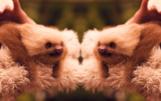 Two sloths mouths open noses - their mouth free wallpaper for desktop