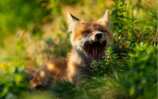 Fox yawning grass wildlife bokeh - mouth wide open free wallpaper for desktop