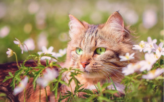 Curious cat green eyes flower - impressionism free wallpaper for desktop