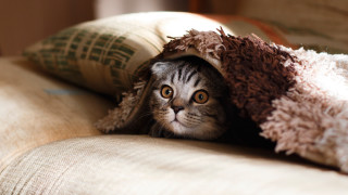 Cat hiding under blanket couch 2 - under a blanket free wallpaper