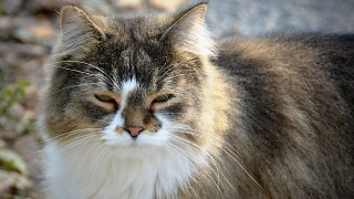 Cat white brown black tail 2 - a black nose and tail free wallpaper