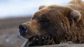 Brown bear laying dirt field - top of a dirt field next free wallpaper