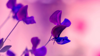 Purple flower pink background butterfly - a purple flower free wallpaper