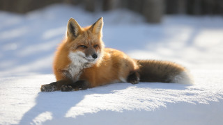 Red fox snow sad eye - bourgeoi free wallpaper for desktop