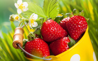 Yellow bucket strawberries flowers leaf - a green leafy plant free wallpaper