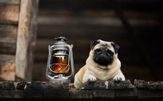 Pug lantern candle storybook illustration - a candle free wallpaper