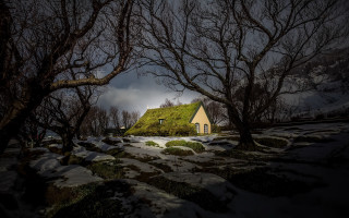 House green roof trees snow - a green roof free wallpaper