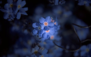 Blue flower macro daisy hydrangea - derek jarman free wallpaper