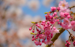 Pink flowers branch blue sky 2 - green leaf free wallpaper for desktop