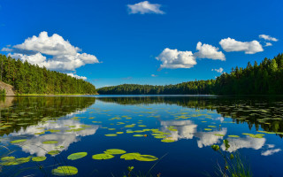Lake lily pads trees sky - akseli gallenkallela free wallpaper for desktop