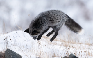 Raccoon snow jumping branch nature - its tail free wallpaper