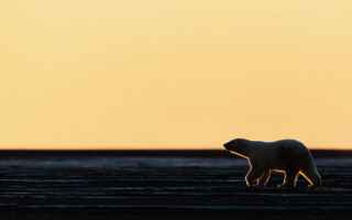 Polar bear sunset yellow sky - a yellow sky in the background free wallpaper