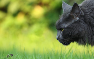 Black cat yellow eyes grass 2 - the sun light of the day free wallpaper