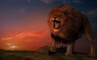 Lion standing hill open mouth - a lion free wallpaper